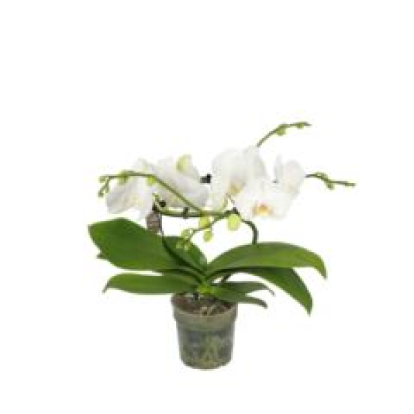 Phalaenopsis Ring weiß