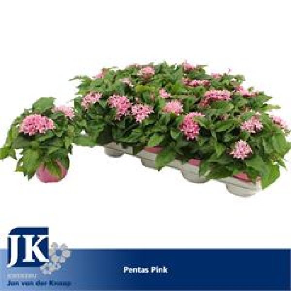 Pentas lanceolata 'Graffiti Pink'