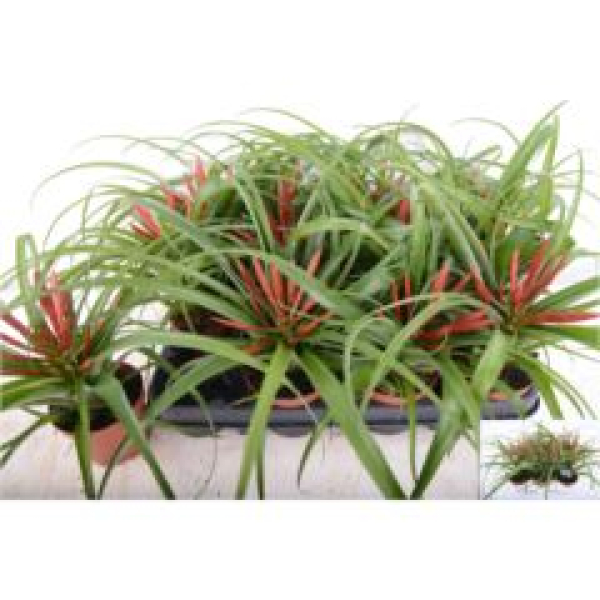 Tillandsia flabellata