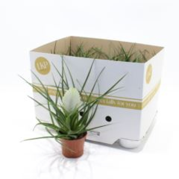Tillandsia cyanea weiß