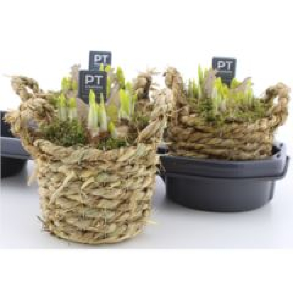 Narcissus im Korbtopf