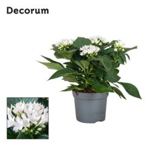 Pentas lanceolata 'Starclust White'