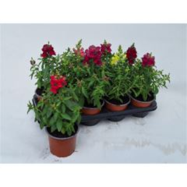 Antirrhinum majus gemischt