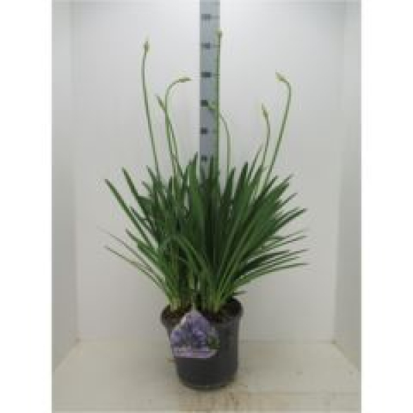 Agapanthus  'Dr. Brouwer'