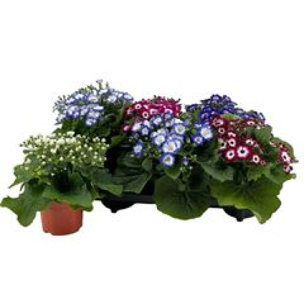 Pericallis cruentos Mix