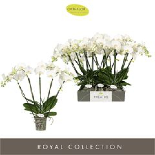 Phalaenopsis "Theatro" weiß