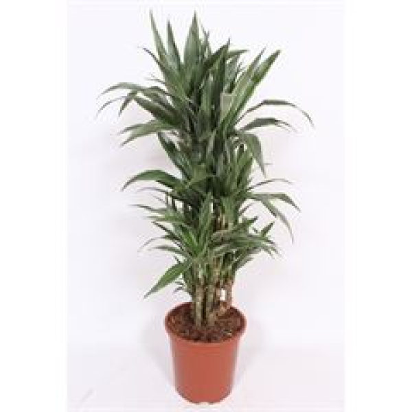 Dracaena frag. 'Warneckei'