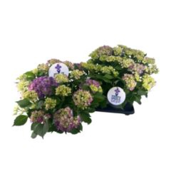 Hydrangea mac. "Table-Tensia" blau