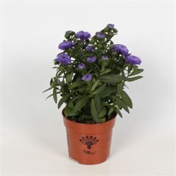 Aster nb. 'Showmakers' blau