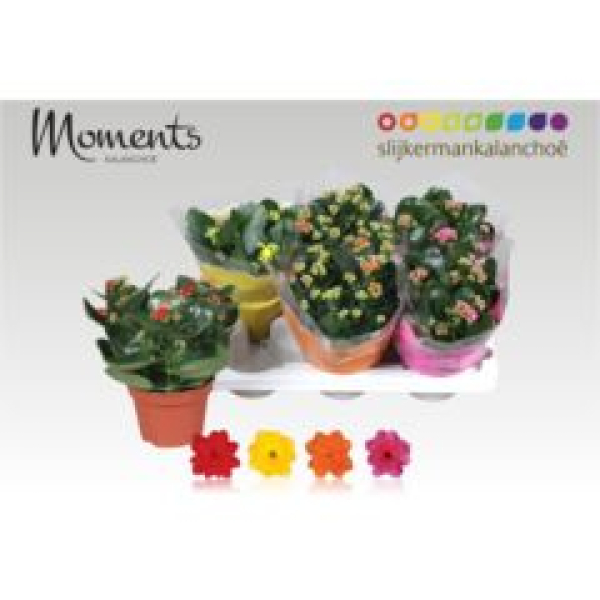 Kalanchoe T15 Mix