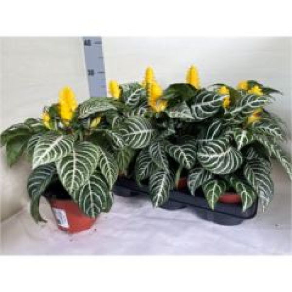 Aphelandra squar. 'Dania'