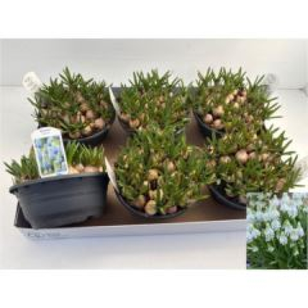 Muscari 'Manon'-Schale