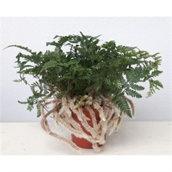 Humata griffithiana var. tyermannii