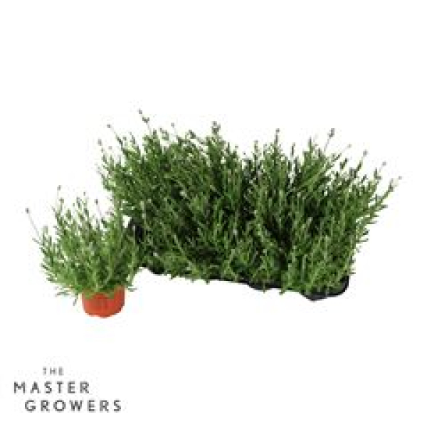 Lavandula ang. weiß