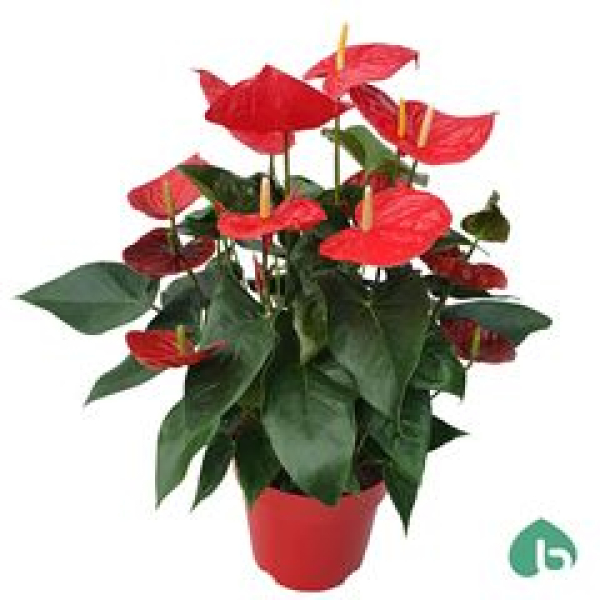 Anthurium andr. 'Oklahoma' XXL