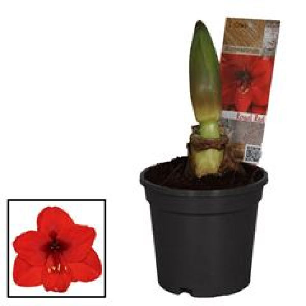 Hippeastrum 2 Knospen rot