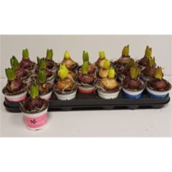 Hyacinthus  1pp Mix rund