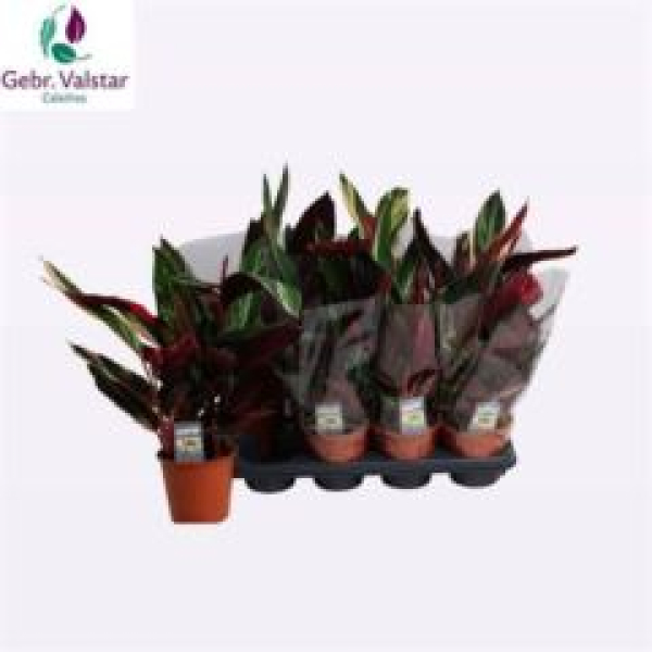 Stromanthe sanguin. 'Triostar'