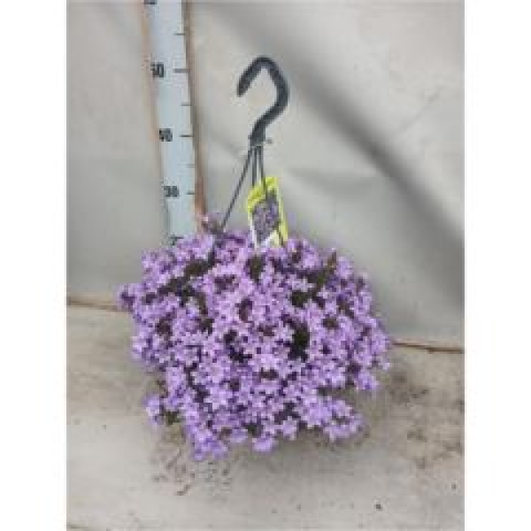 Campanula porten. Ampel