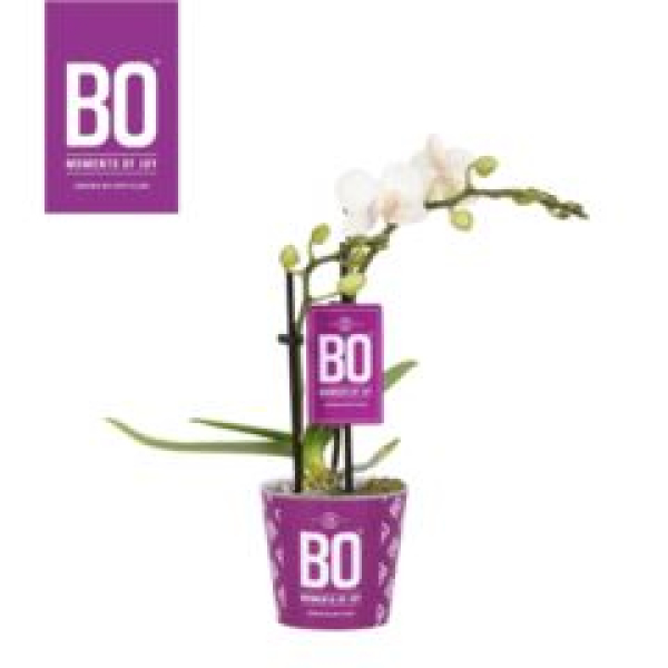 Mini Phalaenopsis weiß