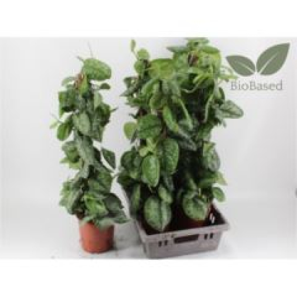 Scindapsus pictus 'Trebie'