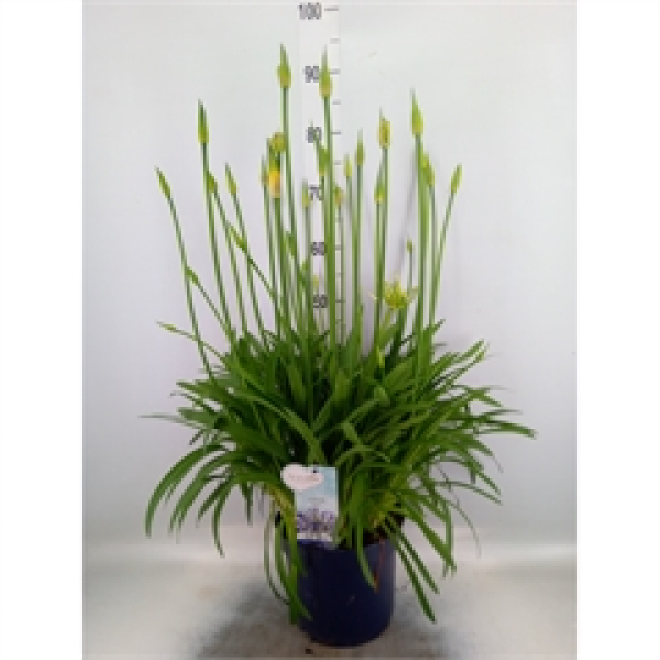 Agapanthus Kübel blau