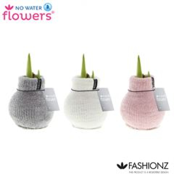 Waxs Amaryllis in Socke "Cozy Fluffy"