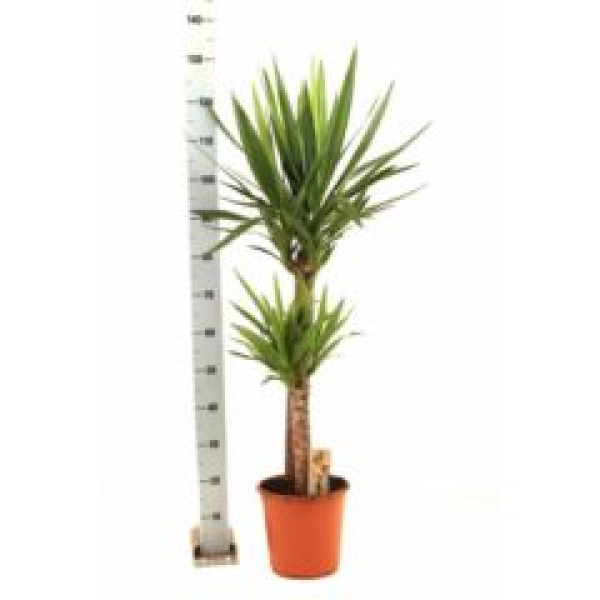 Yucca