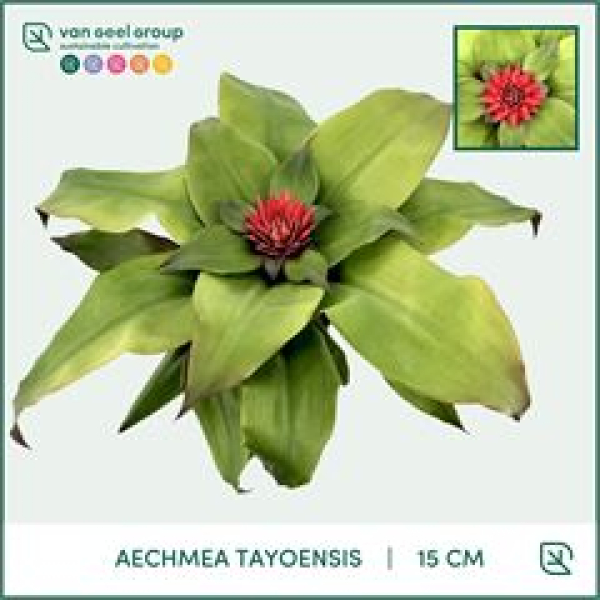Aechmea tayoensis