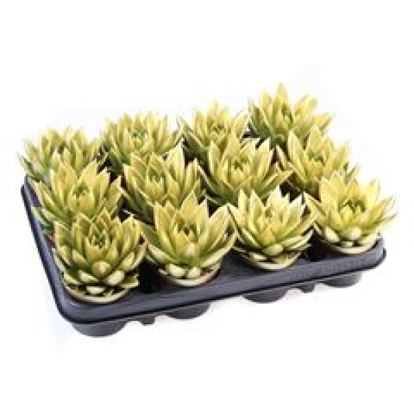 Echeveria gefärbt gold