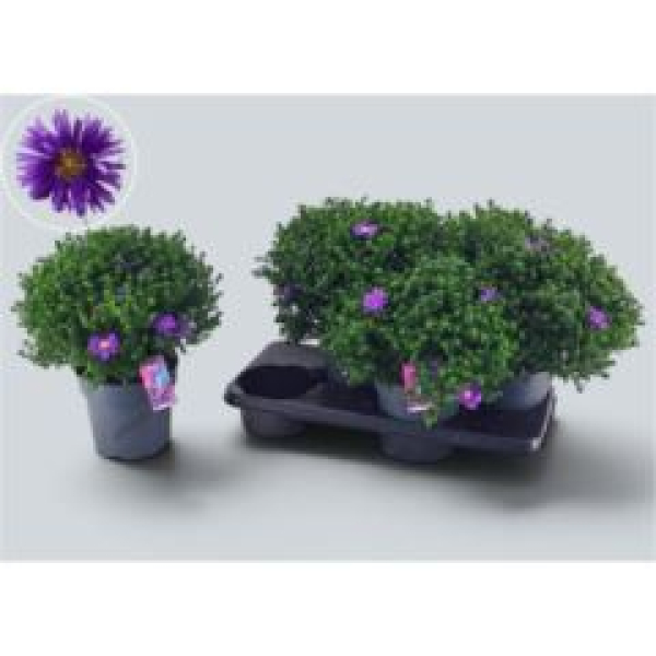 Aster dum. blau