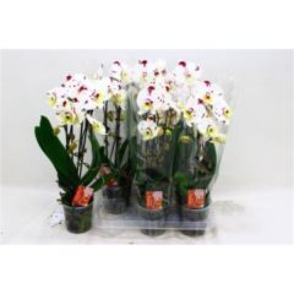 Phalaenopsis "Cascade" lila-weiß gefleckt