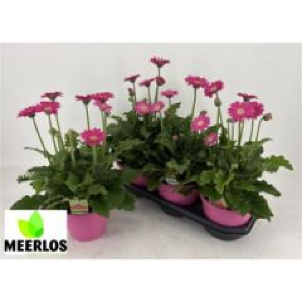 Gerbera 'Sunshaper Endless' rosa