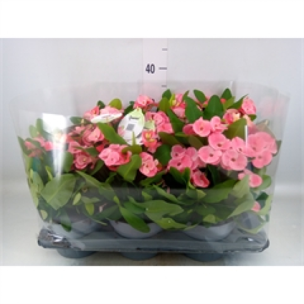 Euphorbia milii rosa