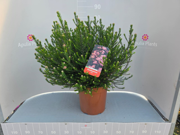 Ozothamnus rosmarin. pink