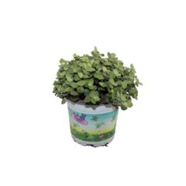 Callisia Repens