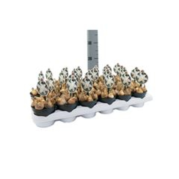 Narcissus "Snow Baby"