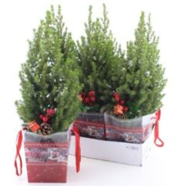 Picea glauca 'Perfecta' mit Wintertüte