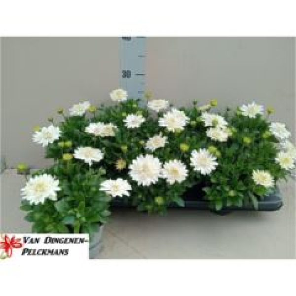 Osteospermum gefüllt weiß