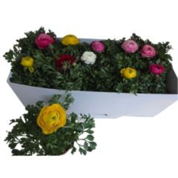 Ranunculus 'Sprinkles'