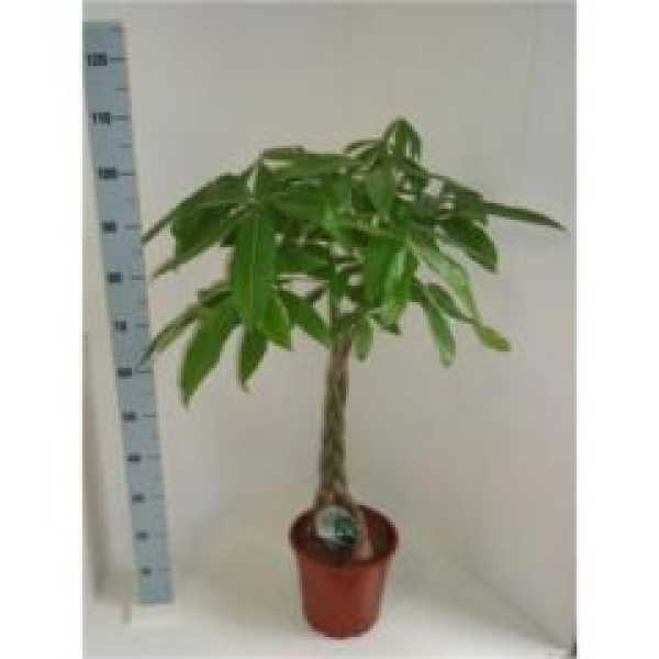 Pachira aquatica Stamm geflochten