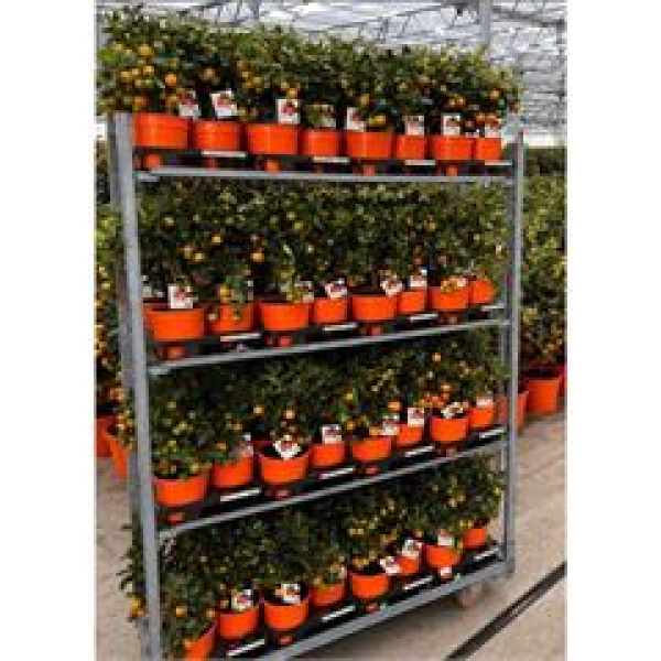 Calamondin Stämmchen