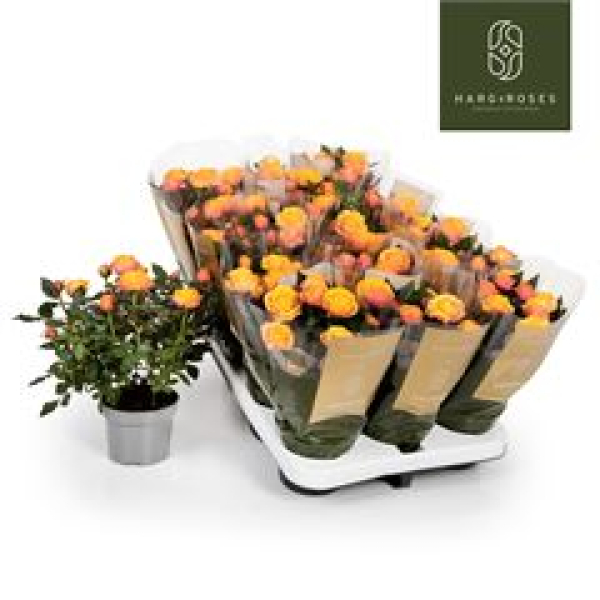 Rosa 'Firebird Kordana orange