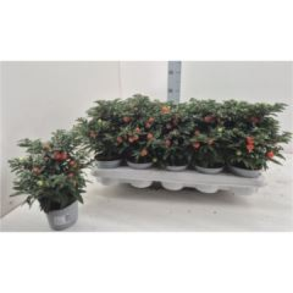 Solanum pseudocapsicum