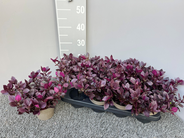 Alternanthera