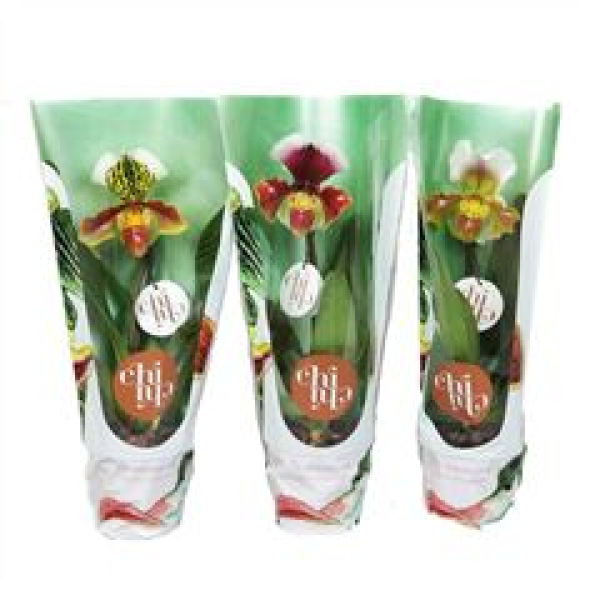 Paphiopedilum am. Hybride 1 Trieb