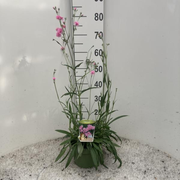 Lychnis Kübel rosa