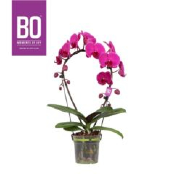 Phalaenopsis Bogen lila
