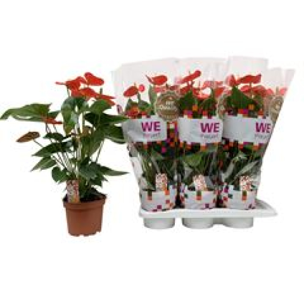 Anthurium andr. orange