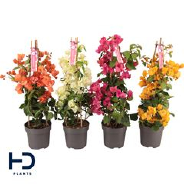 Bougainvillea Pyramide mix